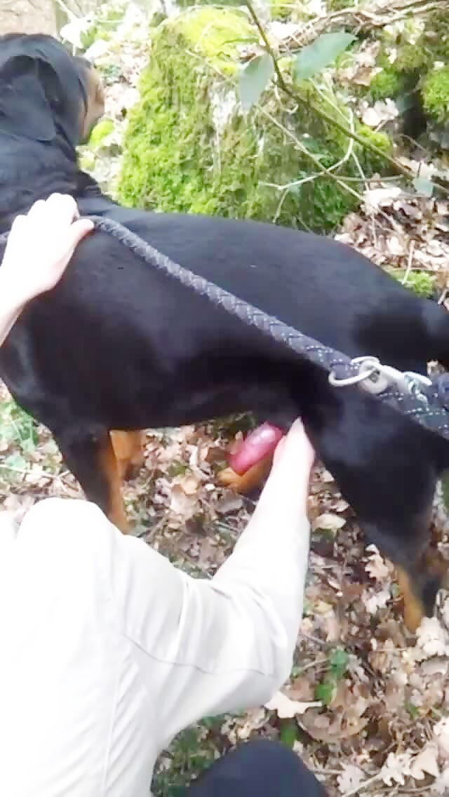 640px x 1136px - My rottweiler is very hot and I masturbate him - Bestialitylovers - Watch  Free Porn Video