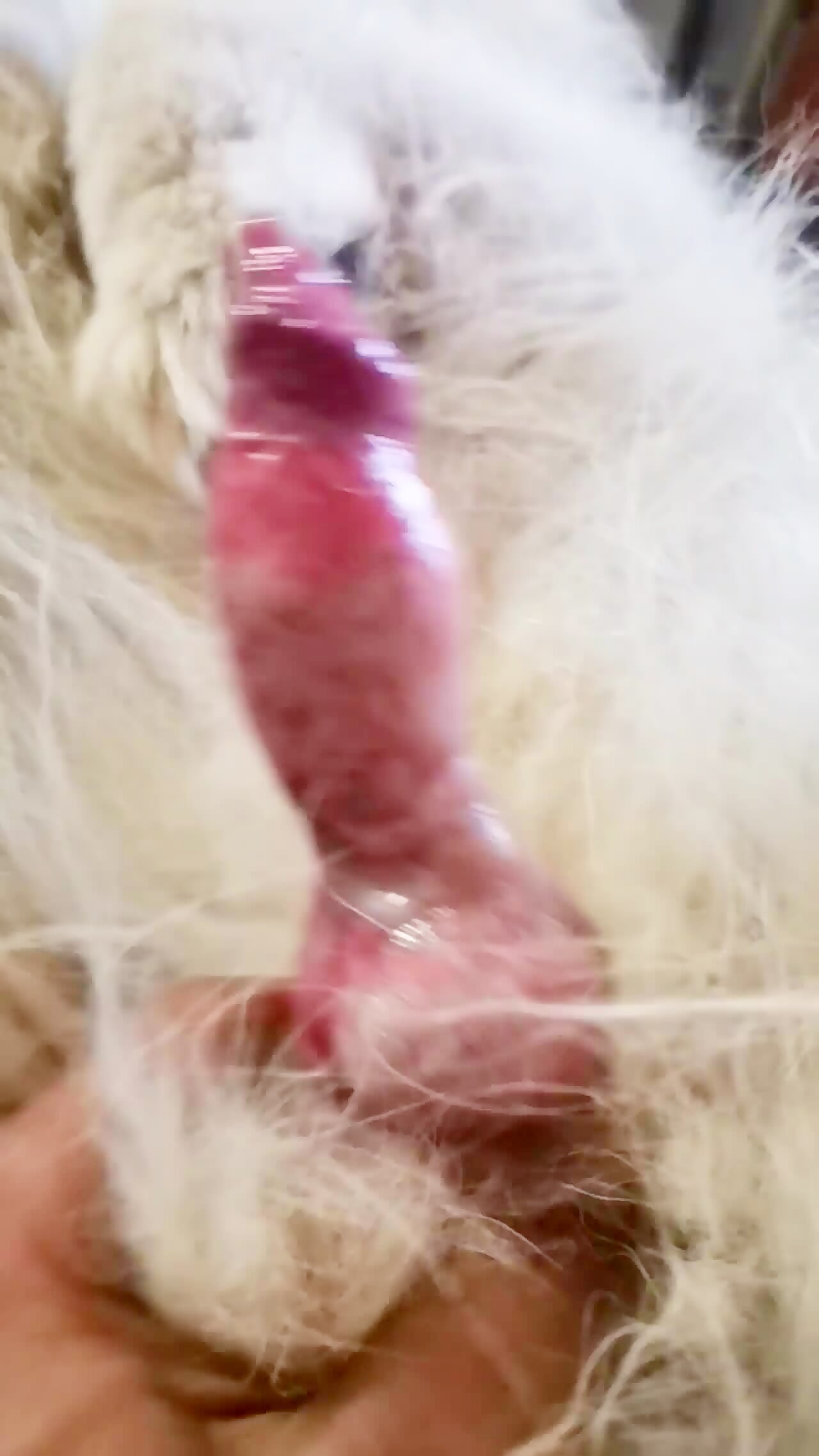 My dog's cock erect - Bestialitylovers - Watch Free Porn Video